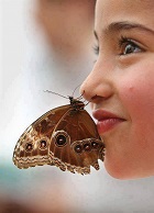 regard-vue-benergie-papillon